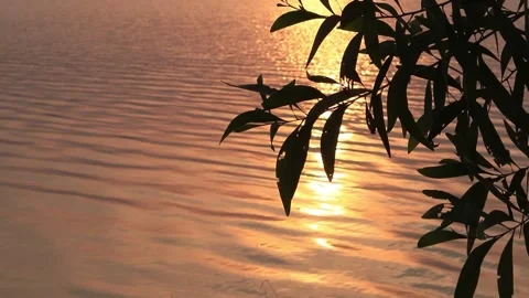 Silhouette leaf in the evening Stock Footage 171412560