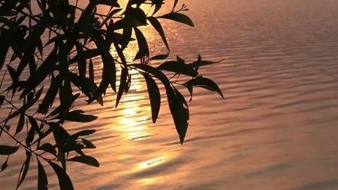 Silhouette leaf nature in sunset background Stock Footage 171412564