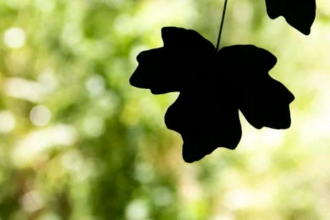 Silhouette of a leaf with a shiny background Stock Photos