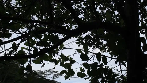 Silhouette Leaf Tree Nature Garden Island Travel of G.I. Paradise of Island Stock Footage 151155095