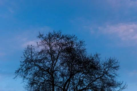 A silhouette of a leafless tree against the background of the dark blue cloud Stock Photos