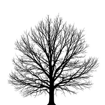 Silhouette of a leafless tree against white background capturing natural beauty Stock Illustration