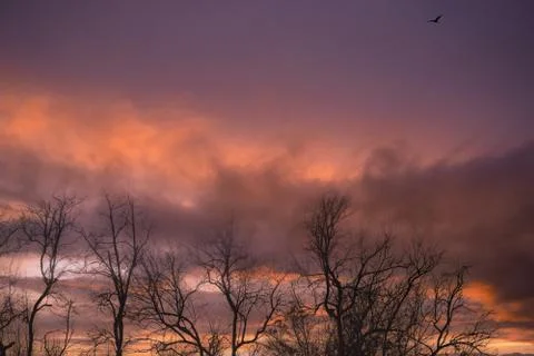 Silhouette leafless tree and sunset sky. Dead tree on dark sunset sky. Romant Foto stock