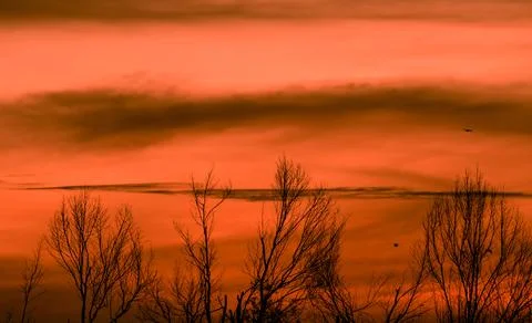 Silhouette leafless tree and sunset sky. Dead tree on red sunset sky backgr.. Foto stock