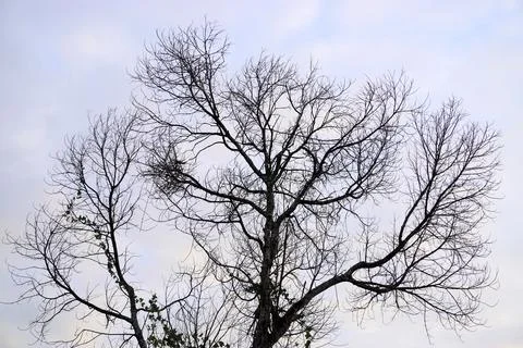 Silhouette of leafless tree with clouds sky background 写真素材