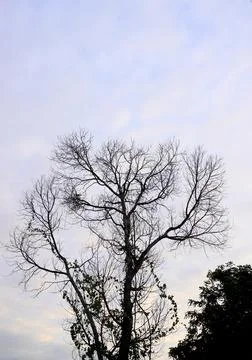 Silhouette of leafless tree with clouds sky background 写真素材