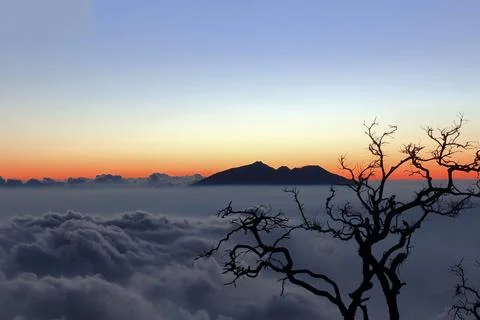 Silhouette of a leafless tree with a mountain Foto stock