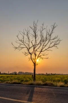 Silhouette  Leafless tree at sunset with orange sky in background. Stock Photos