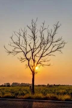 Silhouette  Leafless tree at sunset with orange sky in background. Stock Photos