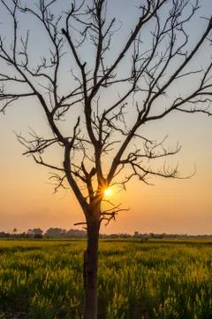 Silhouette  Leafless tree at sunset with orange sky in background. Stock Photos