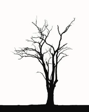 Silhouette leafless trees Illustrazione stock