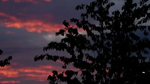 Silhouette of leafy tree branches against a dramatic dusk sky, with glowing pink Stock Footage 317574437