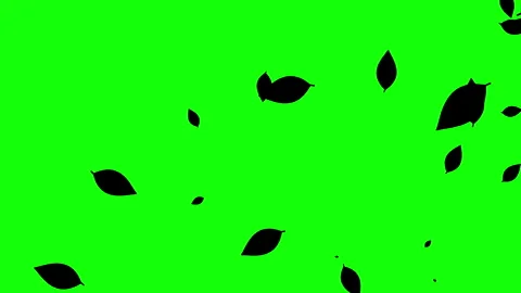 Silhouette of leaves falling on the green background. Stock Footage 338319693