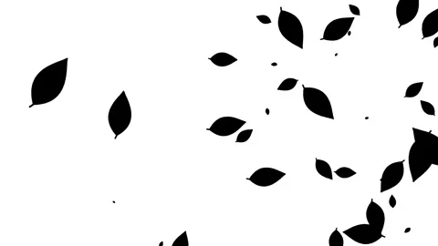 Silhouette of leaves falling on the white background. Stock Footage 338319870