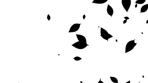 Silhouette of leaves falling on the white background. 스톡 동영상 338319871
