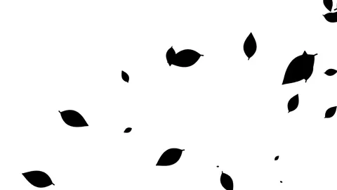 Silhouette of leaves falling on the white background. Stock Footage 338319872