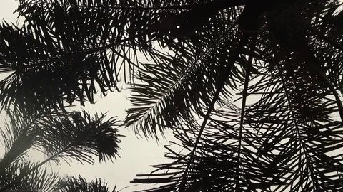 Silhouette leaves Stock-Footage 75950969