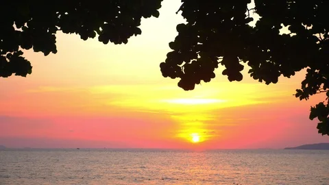 Silhouette of leaves of a large tree against a bright sunset over the sea Stock Footage 98547565
