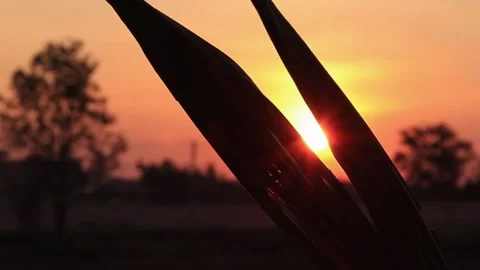 Silhouette leaves with sunset background Stock Footage 169797180