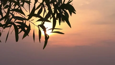 Silhouette leaves in sunset Stock-Footage 171412570