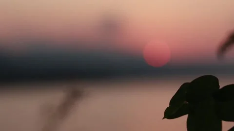 Silhouette of leaves at sunset Stock Footage 294077684