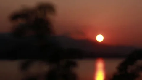 Silhouette of leaves at sunset Stock Footage 294078959