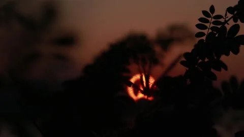 Silhouette of leaves at sunset Stock Footage 294079020