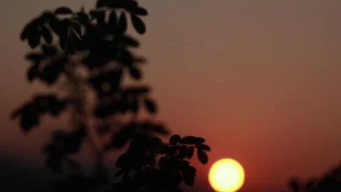 Silhouette of leaves at sunset Stock Footage 294079021