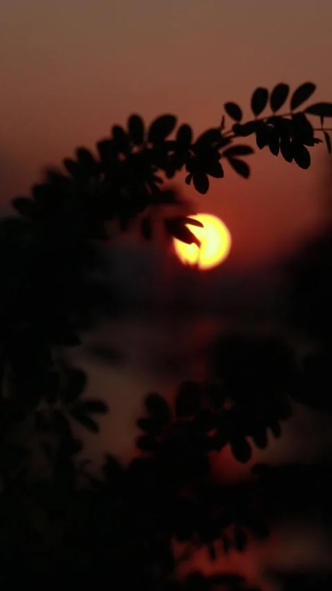 Silhouette of leaves at sunset Stock Footage 296996341