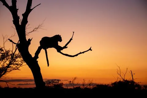 The silhouette of a leopard, Panthera pardus, during sunset lying in a tree,  Stock Photos