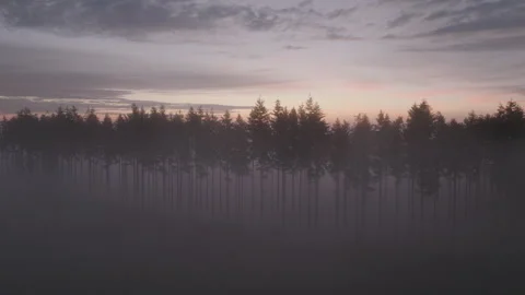 Silhouette line of pine trees in misty clouds Stock Footage 301316331