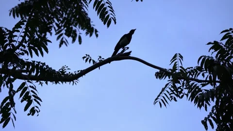 Silhouette of a magpie perched on a tree branch against a clear sky Stock Footage 342018685