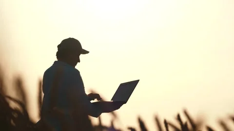 Silhouette male farmer working computer wheat field, work agriculture wheat suns Stock Footage 334856108