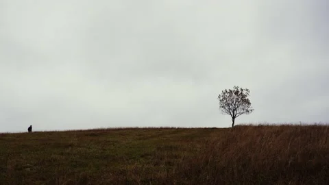 A silhouette of a man with a backpack walking up the hill to a lone tree Stock Footage 142601347