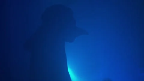 Silhouette of man in creepy mask dancing in spotlights at carnival party Stock Footage 219068744