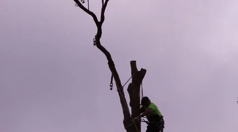 Silhouette of man cutting tree branches 库存影片 39844337
