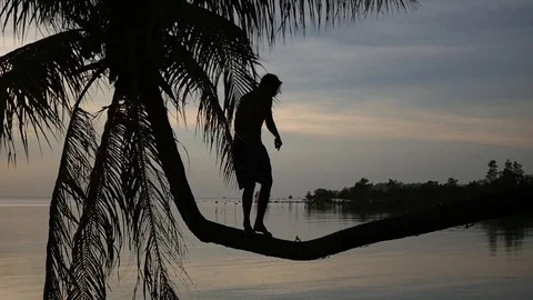 The silhouette of a man on a palm tree, on which he is walking, who bent to the Stock Footage 96122154