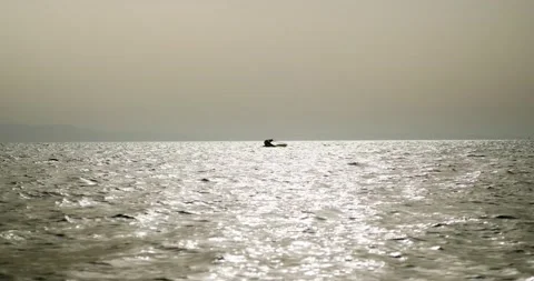 Silhouette of man trying to get up on windsurfing board. Stock Footage 154265555