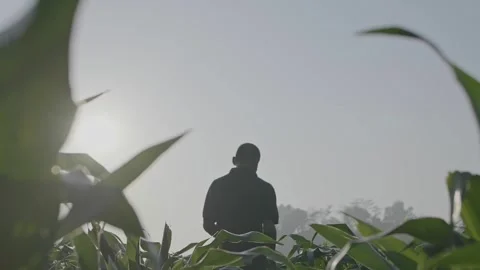 Silhouette of a Man Walking Through Corn Field at Sunrise Stock-Footage 333731340