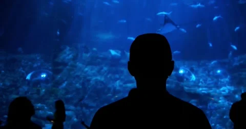 Silhouette of Man Watching Fish in Large Blue Aquarium Tank Stock Footage 327106918