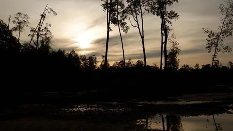 Silhouette Of Mangrove Forest And Reflection Of River Water Stock Photos