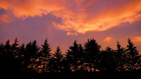 Silhouette of many trees in front of beautiful sunset sky red pink landscape 库存影片 156201543