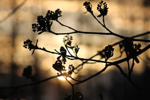 Silhouette of maple flowers. Stock Photos