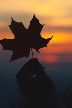 Silhouette of a maple leaf held against a vibrant autumn sunset Stock Photos