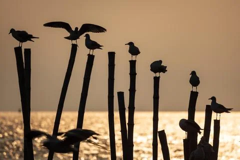 Silhouette, migrating seagulls perching on bamboo poles in the sea at sunset Stock Photos