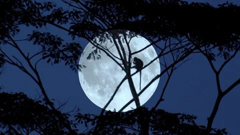Silhouette of monkey climbing on tree against dark sky and bright full moon Видео 98762036