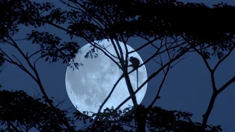 Silhouette of monkey climbing on tree against dark sky and bright full moon Видео 98762342