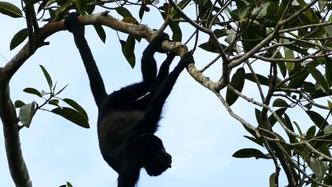 Silhouette of monkey hanging upside down and chewing on snack Stock Footage 123616619