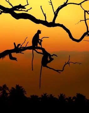 Silhouette of a monkey Stock-Fotos