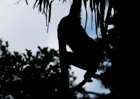 Silhouette of a monkey Stockfoto's